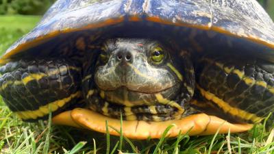 Ambiente : Cosmopolitan Golf & Country Club in toscana