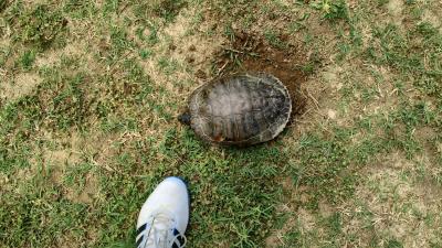 Ambiente : Cosmopolitan Golf & Country Club in toscana