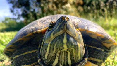 Ambiente : Cosmopolitan Golf & Country Club in toscana