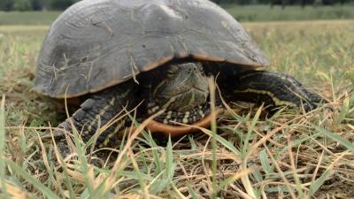 Ambiente : Cosmopolitan Golf & Country Club in toscana
