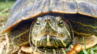 Ambiente : Cosmopolitan Golf & Country Club in toscana