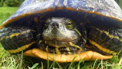 090f8e58-8acf-4ed7-a6de-e7caf8e24e28---copia Ambiente : Cosmopolitan Golf & Country Club in toscana