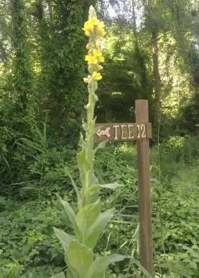 2f2d0d4e-edfb-41ed-9b82-787c8ff23ad8 Ambiente : Cosmopolitan Golf & Country Club in toscana