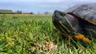 524d2703-cffc-4ffd-bb7c-629db607f346---copia Ambiente : Cosmopolitan Golf & Country Club in toscana